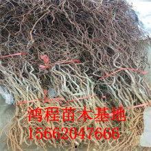 冬枣嫁接视频,冬枣嫁接技术实操视频解析