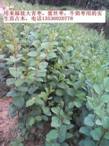 台湾大青枣种植视频,从播种到收获的全程展示