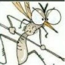 蚊虫视频,视频带你领略它们的生存智慧