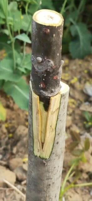 核桃嫁接技术视频,高效繁殖与改良品种